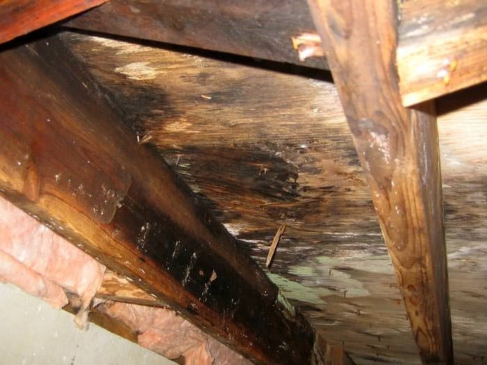 Thwarting Termite Infestations thwarting-termite-infestations
