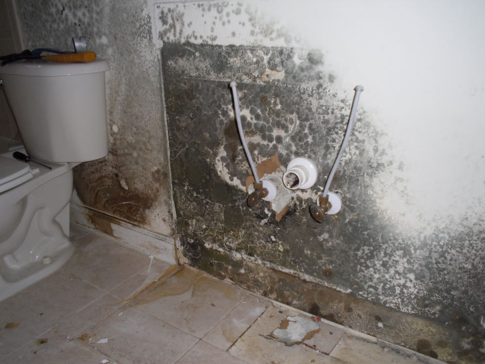 Dangerous Mold in the Bathroom
