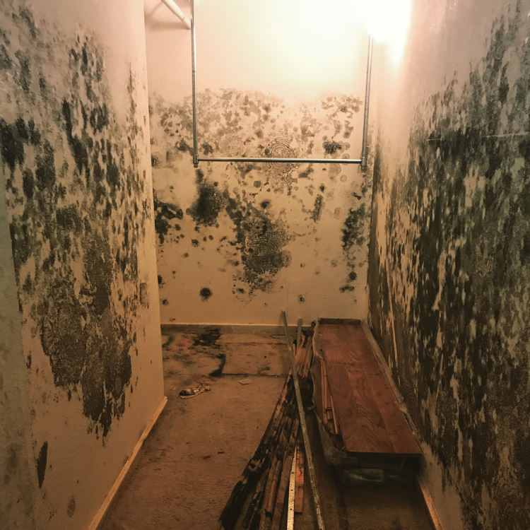 Moldy Walls in Home