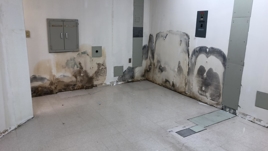 mold mold