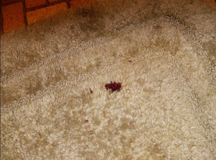 blood spill on rug