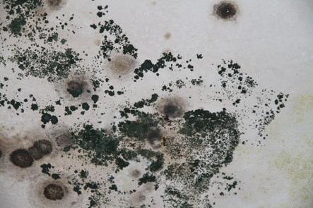 Mold damage to ceiling Mold damage to ceiling