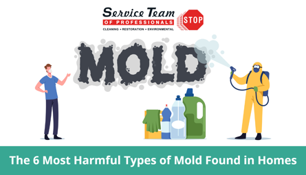 The 6 Most Harmful Types of Mold Found in Homes | STOP Restoration