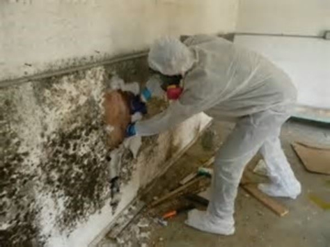 Specialist removing black mold