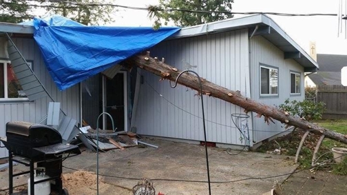 tree falling into home