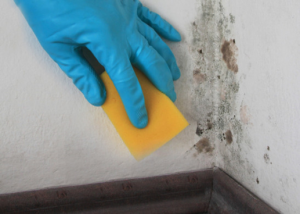 bleach on sponge cleaning moldy tile