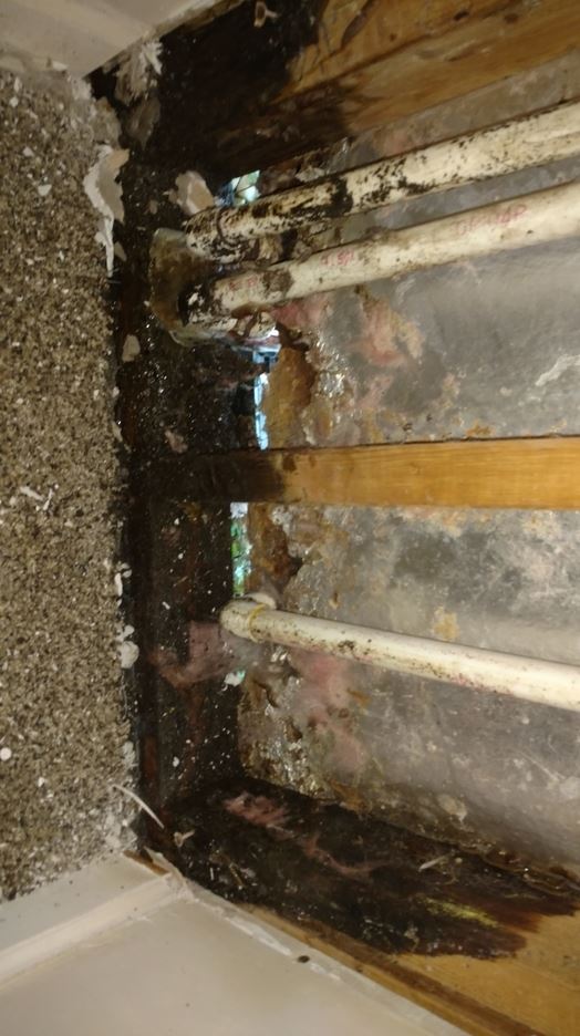 HVAC Leaks can Cause Mold Damage in Your Home STOP Restoration