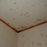 mold damage on ceiling mold damage on ceiling