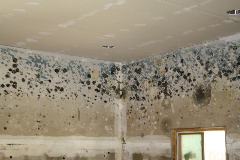 How to Prevent Mold Growth After Basement Flooding