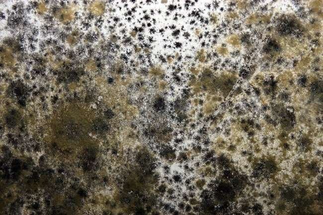 Black Mold Black Mold