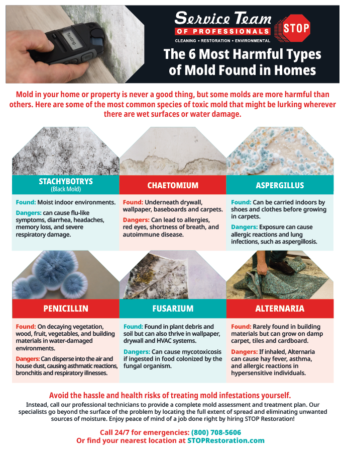 6 Harmful Types of Mold Found in Homes Infographic