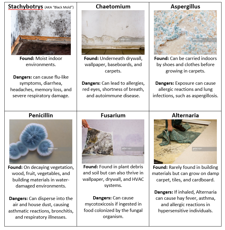 Scary Types of Mold Chart
